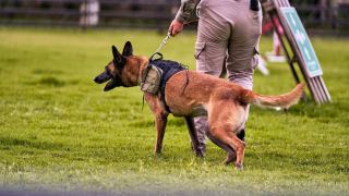 Chien détecteur en harnais aux côtés de son maître-chien